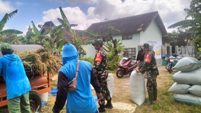 Babinsa Isi Harinya dengan Panen Bersama Petani di Wilayah Binaan