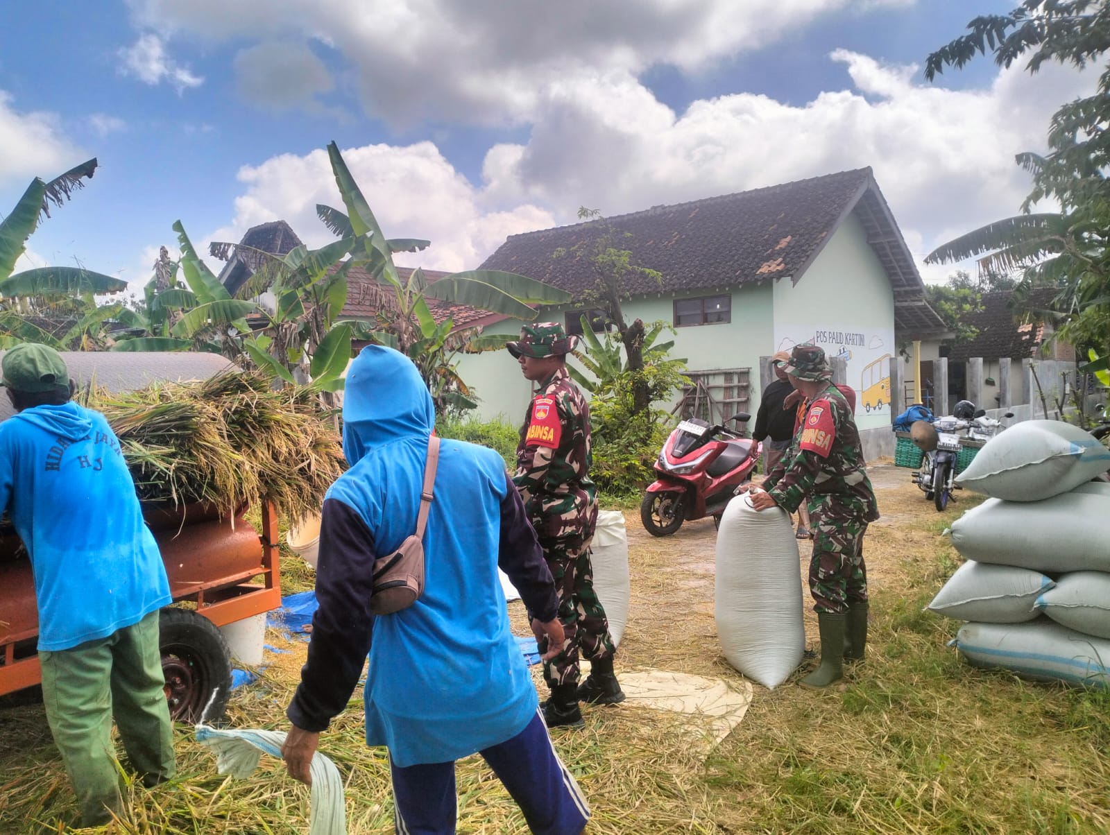 Babinsa Isi Harinya dengan Panen Bersama Petani di Wilayah Binaan