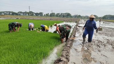 Persiapan Masa Tanam, Babinsa Bantu Petani Cabut Bibit Padi