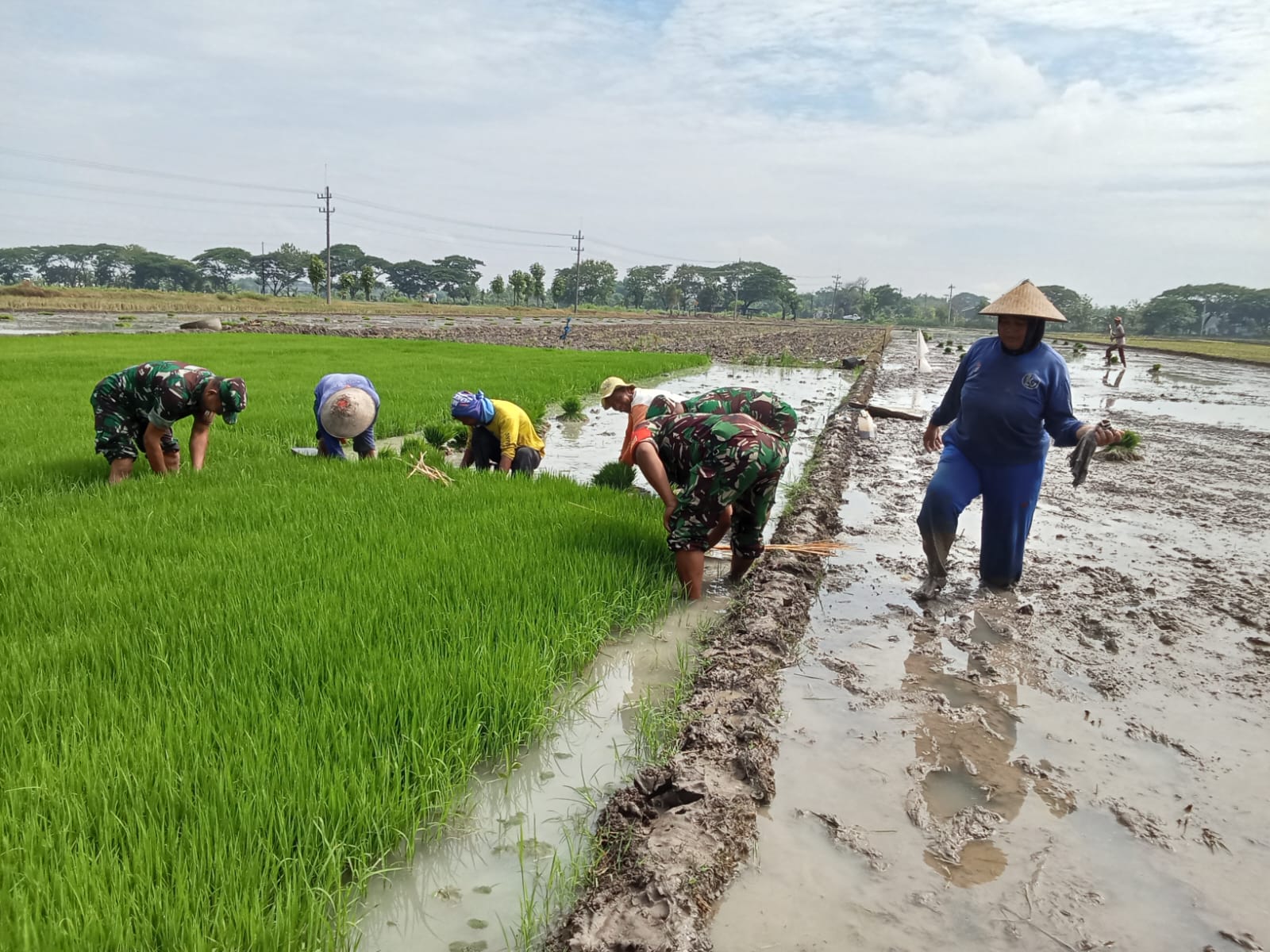 Persiapan Masa Tanam, Babinsa Bantu Petani Cabut Bibit Padi