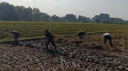 Babinsa Bantu Warga  Siapkan Lahan, Dorong Produktivitas Tanaman Padi