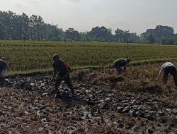 Babinsa Bantu Warga  Siapkan Lahan, Dorong Produktivitas Tanaman Padi