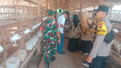 Babinsa Cek Kebersihan Kandang Peternak Kambing, Ingatkan Pentingnya Sanitasi