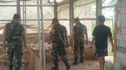 Babinsa Jadikan Kandang Ayam Potong Prioritas Pantauan di Wilayah Binaan