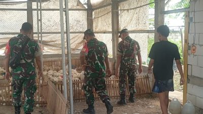 Babinsa Jadikan Kandang Ayam Potong Prioritas Pantauan di Wilayah Binaan