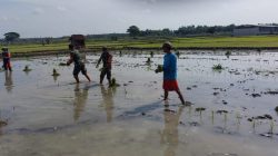 Babinsa Bantu Tanam Padi, Berharap Panen Kedepan Melimpah Babinsa Bantu Tanam Padi, Berharap Panen Kedepan Melimpah