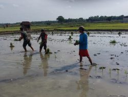 Babinsa Bantu Tanam Padi, Berharap Panen Kedepan Melimpah