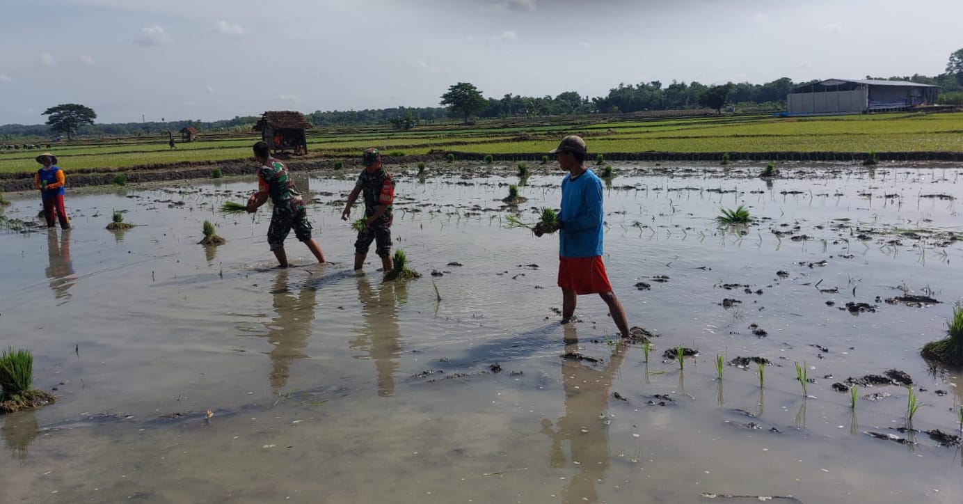Babinsa Bantu Tanam Padi, Berharap Panen Kedepan Melimpah