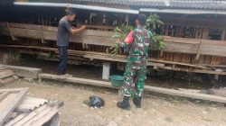 Jelang Idul Adha, Babinsa Imbau Peternak Kambing Jaga Kesehatan Ternak