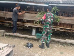 Jelang Idul Adha, Babinsa Imbau Peternak Kambing Jaga Kesehatan Ternak