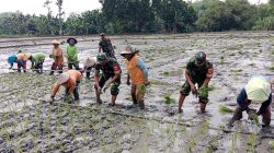 Dukung Swasembada Pangan, Babinsa Bantu Tanam Padi Petani Dukung Swasembada Pangan, Babinsa Bantu Tanam Padi Petani