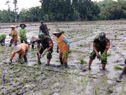 Dukung Swasembada Pangan, Babinsa Bantu Tanam Padi Petani