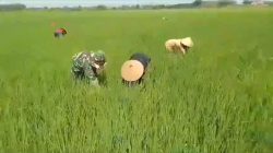 Babinsa Turun Tangan Bantu Petani Basmi Gulma Padi