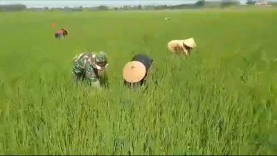 Babinsa Turun Tangan Bantu Petani Basmi Gulma Padi