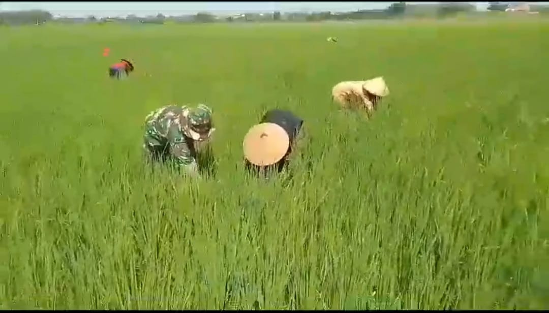 Babinsa Turun Tangan Bantu Petani Basmi Gulma Padi