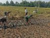 Babinsa Turun Langsung Bantu Petani Mencangkul Sawah