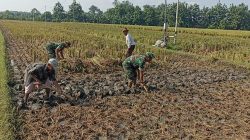 Babinsa Turun Langsung Bantu Petani Mencangkul Sawah Babinsa Turun Langsung Bantu Petani Mencangkul Sawah