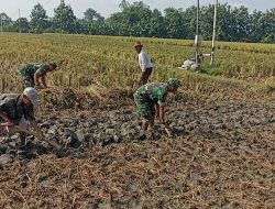 Babinsa Turun Langsung Bantu Petani Mencangkul Sawah