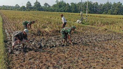 Babinsa Turun Langsung Bantu Petani Mencangkul Sawah Babinsa Turun Langsung Bantu Petani Mencangkul Sawah