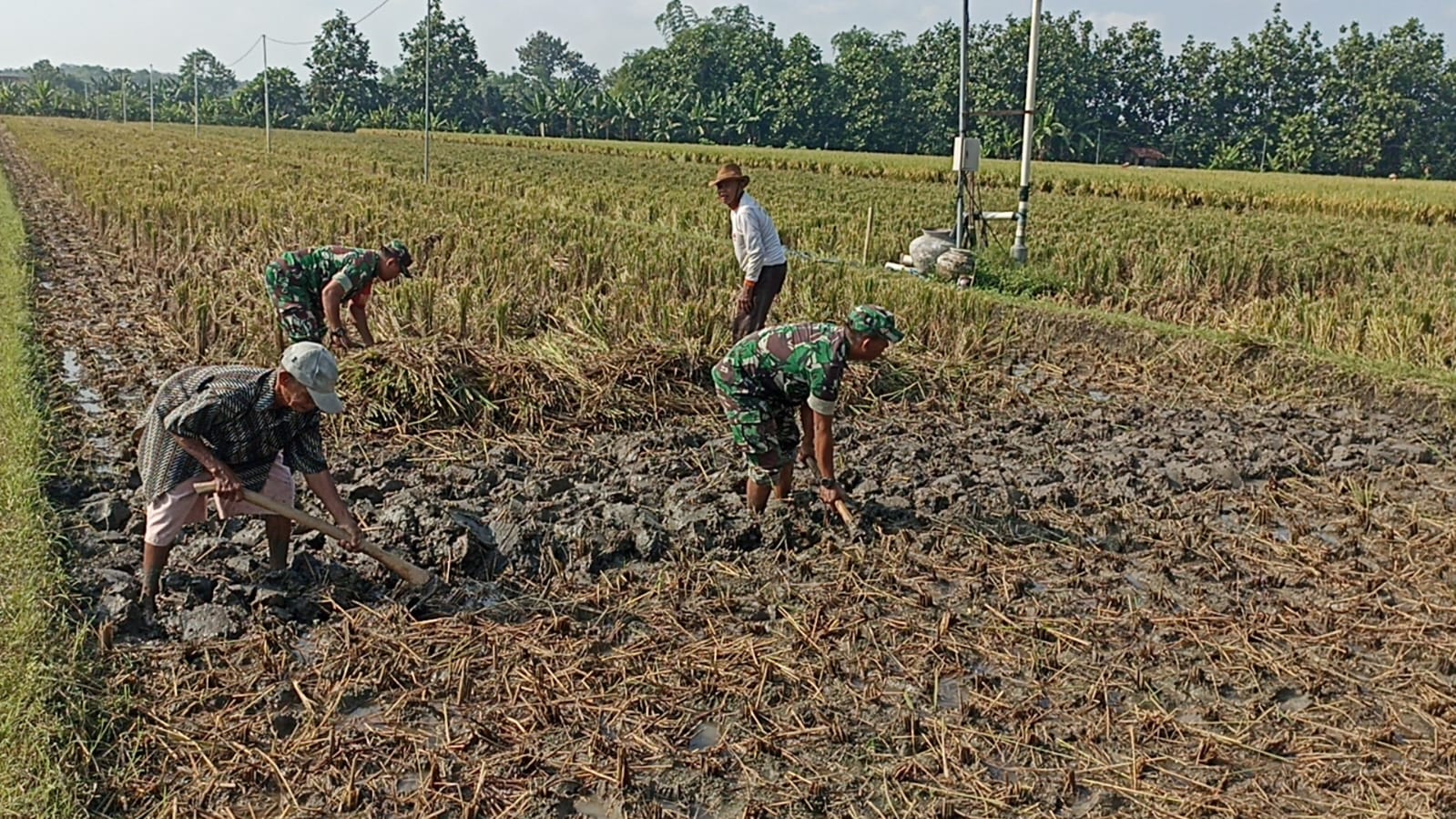 Babinsa Turun Langsung Bantu Petani Mencangkul Sawah