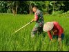 Hama Gulma Jadi Perhatian Khusus, Babinsa Dampingi Petani Lakukan Pembersihan Lahan