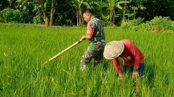 Hama Gulma Jadi Perhatian Khusus, Babinsa Dampingi Petani Lakukan Pembersihan Lahan