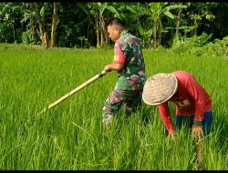 Hama Gulma Jadi Perhatian Khusus, Babinsa Dampingi Petani Lakukan Pembersihan Lahan