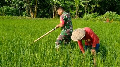 Hama Gulma Jadi Perhatian Khusus, Babinsa Dampingi Petani Lakukan Pembersihan Lahan