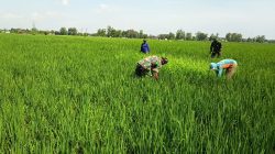 DAMPINGI PETANI KEJAR PRODUKSI, SUPRIYANTO TURUN SAWAH CABUTI GULMA