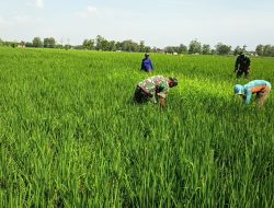 DAMPINGI PETANI KEJAR PRODUKSI, SUPRIYANTO TURUN SAWAH CABUTI GULMA