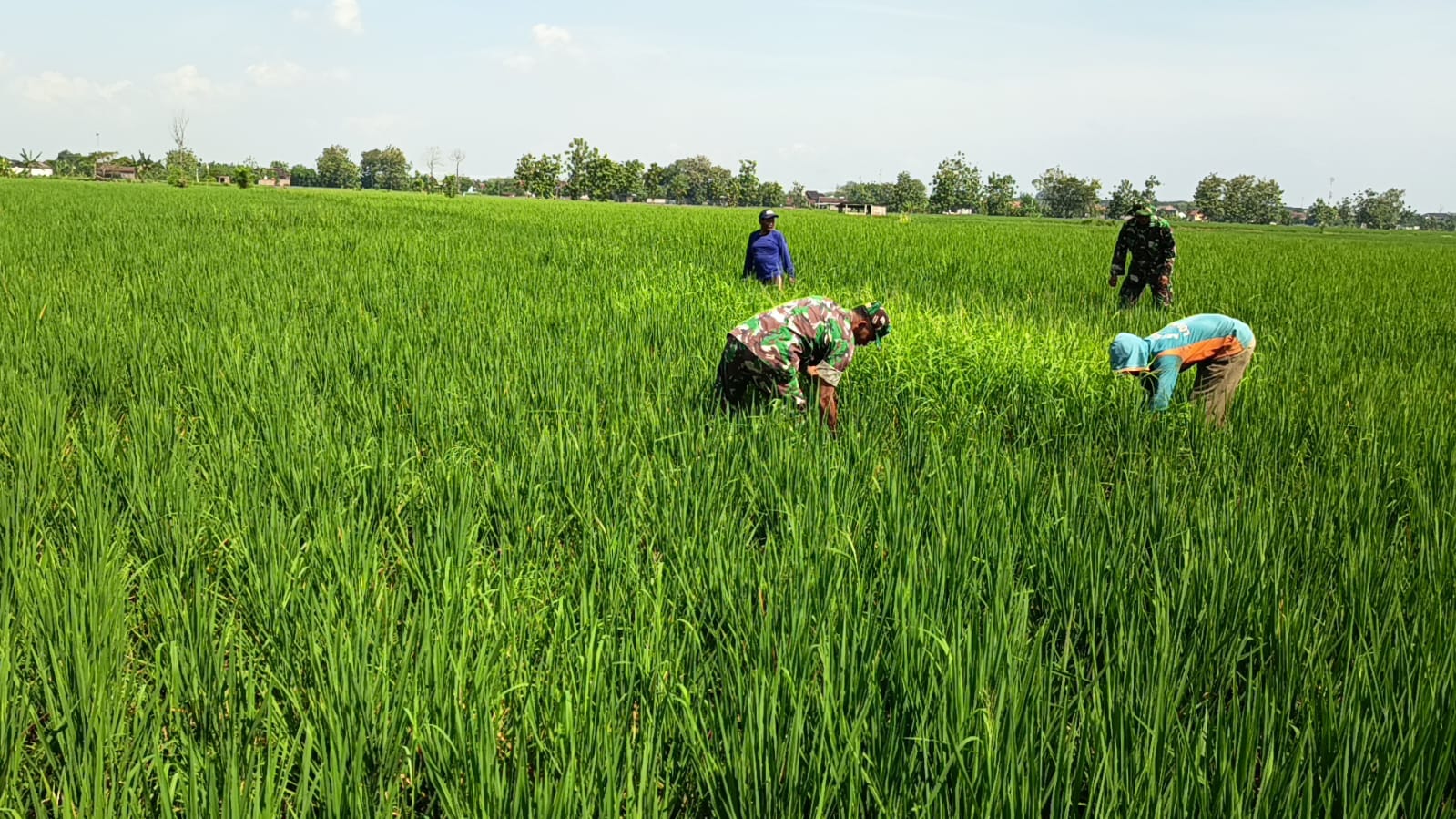 DAMPINGI PETANI KEJAR PRODUKSI, SUPRIYANTO TURUN SAWAH CABUTI GULMA