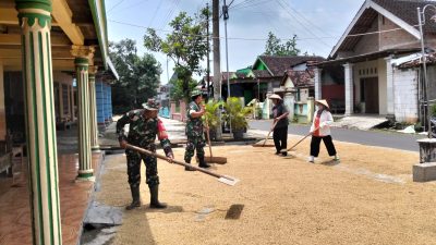 Babinsa Bantu Jemur Padi, Wujudkan Gabah Berkualitas