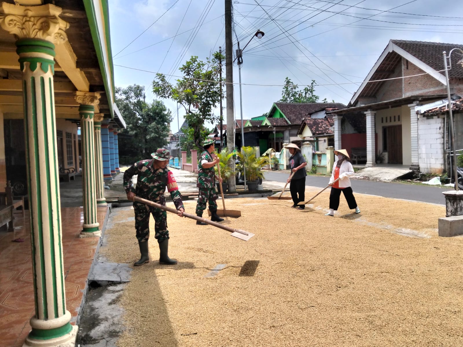 Babinsa Bantu Jemur Padi, Wujudkan Gabah Berkualitas