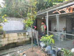 Babinsa Dukung Usaha Peternak Ayam Petelur, Manfaatkan Peluang Pasar