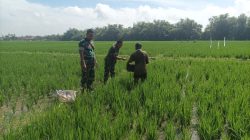 Babinsa Imbau Petani Lakukan Pemupukan Dengan Takaran yang Tepat