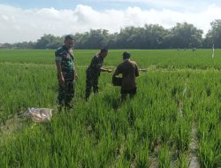 Babinsa Imbau Petani Lakukan Pemupukan Dengan Takaran yang Tepat