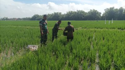 Babinsa Imbau Petani Lakukan Pemupukan Dengan Takaran yang Tepat
