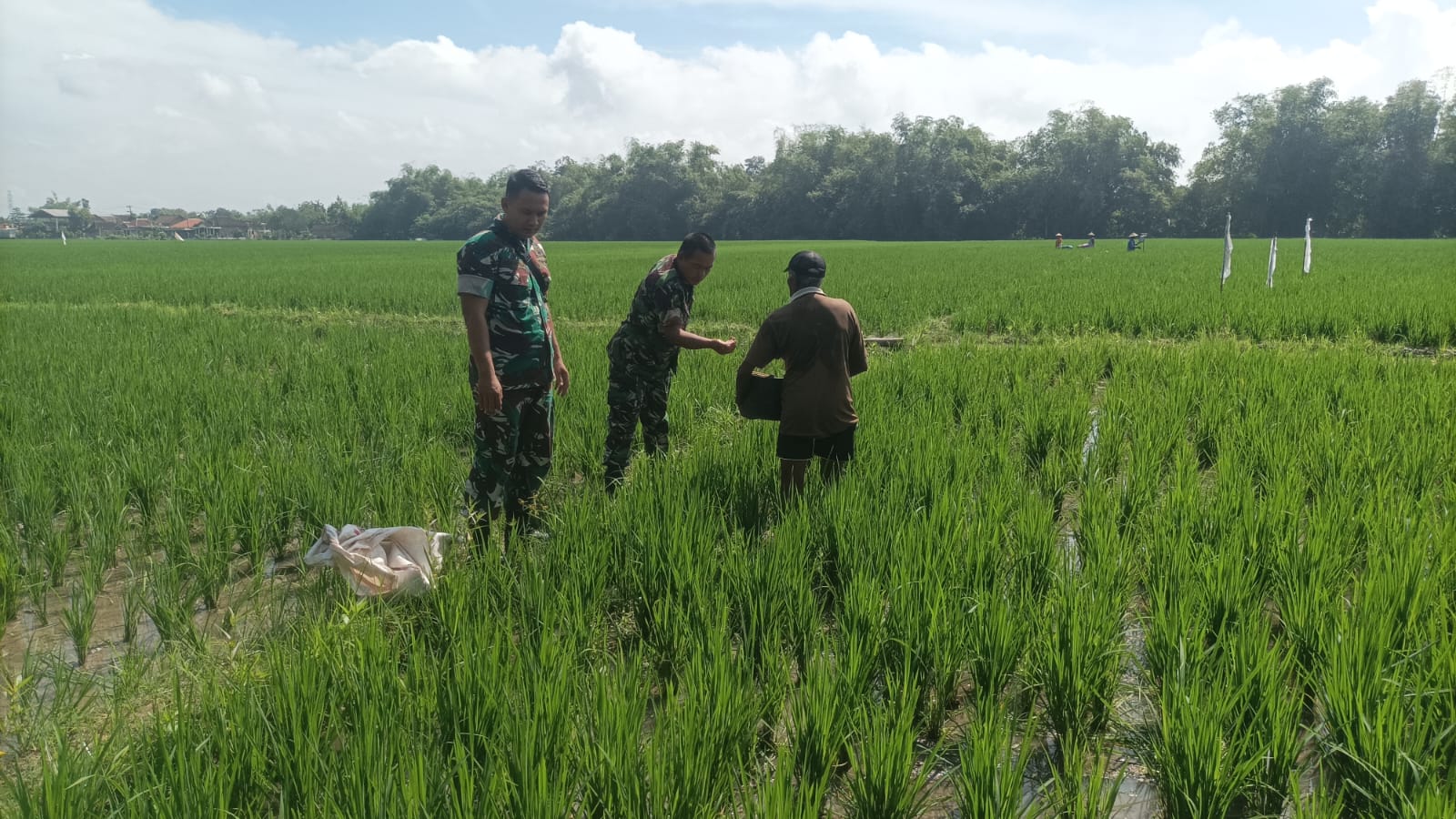 Babinsa Imbau Petani Lakukan Pemupukan Dengan Takaran yang Tepat
