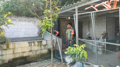 Babinsa Dukung Usaha Peternak Ayam Petelur, Manfaatkan Peluang Pasar