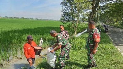 Babinsa Ingatkan Petani Saat Lakukan Pemupukan Padi Babinsa Ingatkan Petani Saat Lakukan Pemupukan Padi
