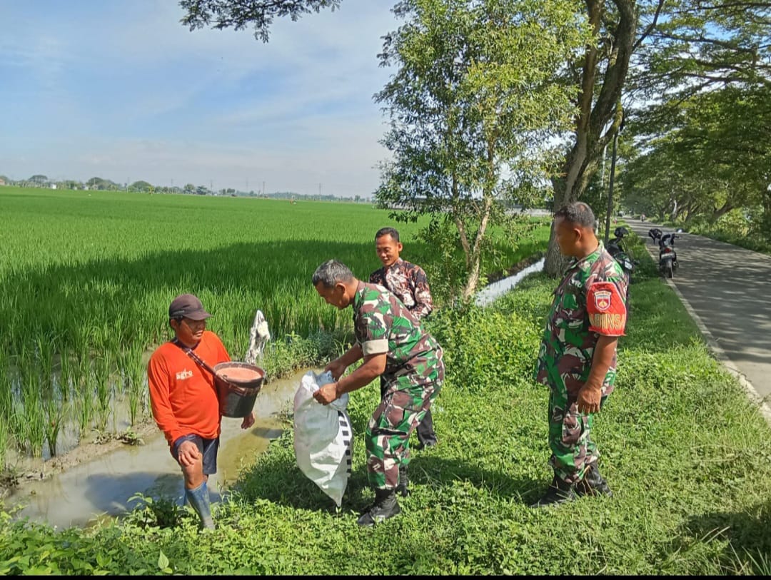 Babinsa Ingatkan Petani Saat Lakukan Pemupukan Padi