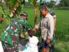 Babinsa Aktif Ingatkan Petani Pentingnya Pemupukan Tepat Sasaran