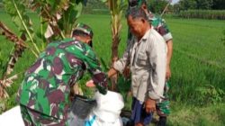 Babinsa Aktif Ingatkan Petani Pentingnya Pemupukan Tepat Sasaran Babinsa Aktif Ingatkan Petani Pentingnya Pemupukan Tepat Sasaran
