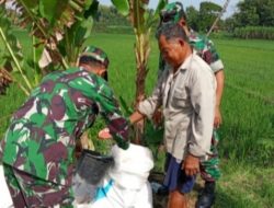 Babinsa Aktif Ingatkan Petani Pentingnya Pemupukan Tepat Sasaran