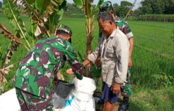 Babinsa Aktif Ingatkan Petani Pentingnya Pemupukan Tepat Sasaran