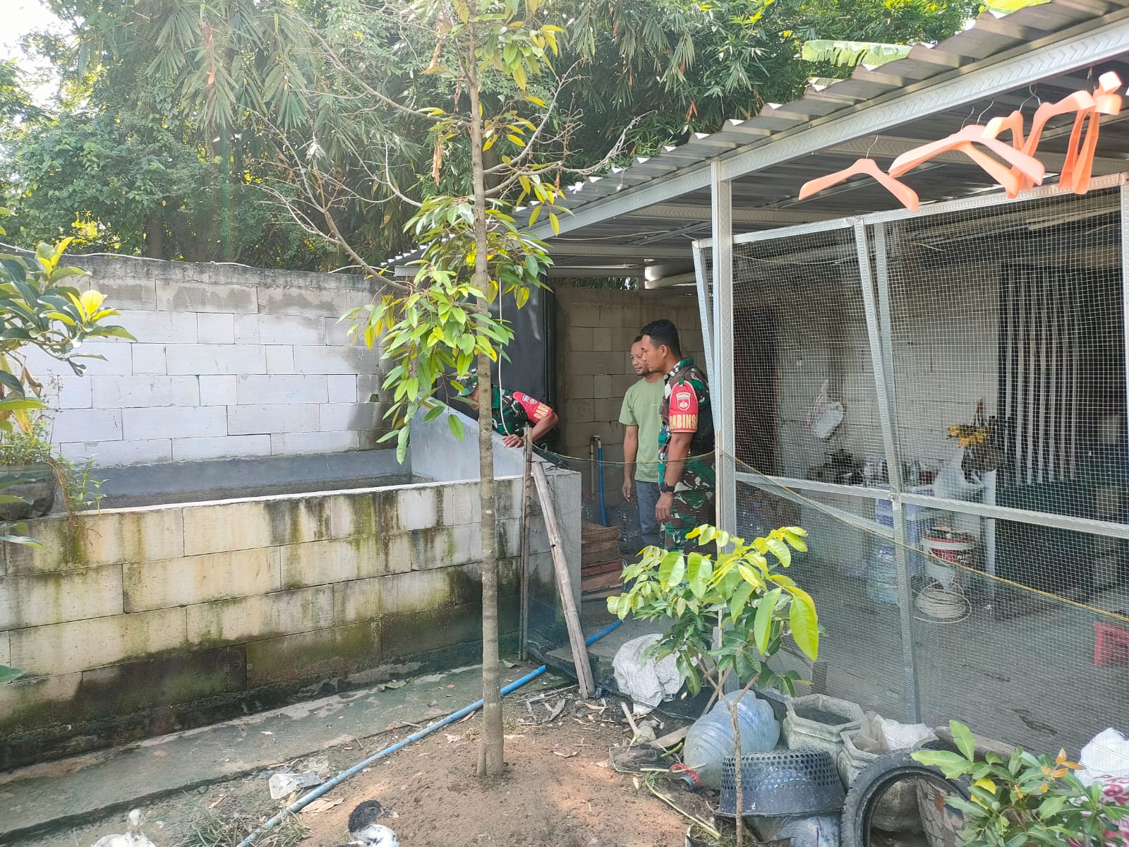 Babinsa Dukung Usaha Peternak Ayam Petelur, Manfaatkan Peluang Pasar