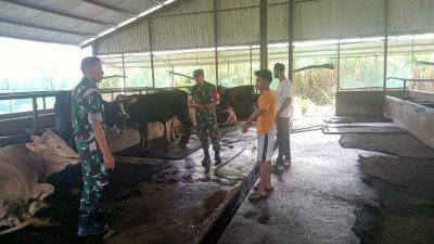 Andreas Minta Peternak Sapi Terus Pantau Kesehatan Ternaknya