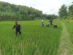 Pemupukan Menjadi Faktor Penting dalam Pertumbuhan Padi