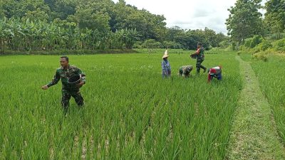 Pemupukan Menjadi Faktor Penting dalam Pertumbuhan Padi