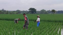 Kendalikan Gulma, Babinsa Bantu Penyiangan Petani Padi